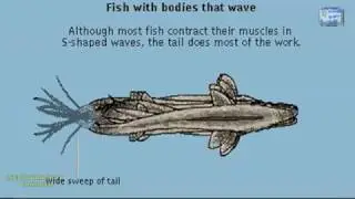 FISH LOCOMOTION DIFFERENT WAYS OF FISH SWIMMING ANIMATION WELL EXPLAINED