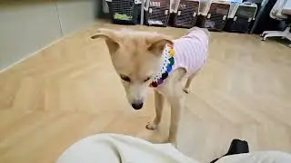 Adopt Miller