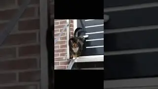 crazy 🐈 #viralvideo #cat #pets #animals #CrazyAD