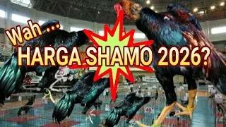 HARGA AYAM SHAMO 2026 BERAPA KIRA KIRA#shamo#viralvideo 