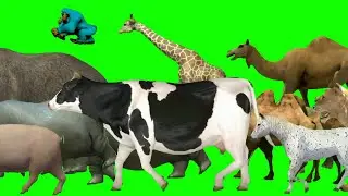 Jungle animals green screen compliation l Green screen video l Animals stampede green screen video