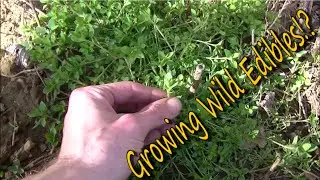Growing Wild Edible Plants In Your Yard