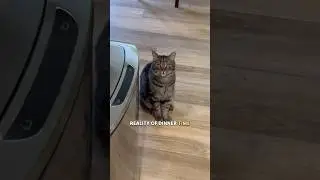 Реальность владения ДВУМЯ котами #шорты