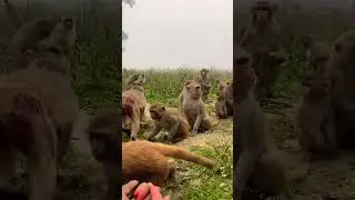Monkey eating carrots 🥕 #shorts