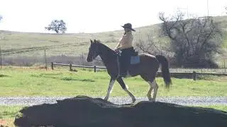 Gaited Horse Training- Fixing The Pacey Horse