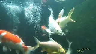 Dengarkan Ini 30 Detik Jika Pikiranmu Lelah | ASMR Ikan Koi