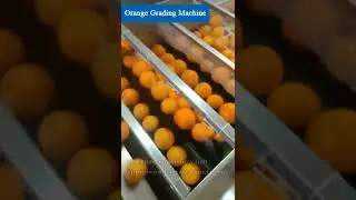 Orange Washing and Sorting Machine