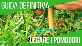 Come legare i pomodori in modo efficace | Grow tomatoes: italian trick
