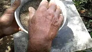 COMO PREPARAR TERRA PARA PLANTAR  COPO DE LEITE OU CALLA