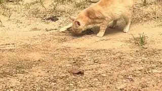 Slince of lifee animals