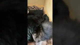 #видосыоткота #cat #automobile #веселыекоты #capybara #красиваякошка #music #memes #прикольныекоты