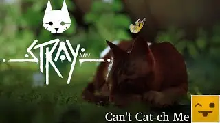 CAN'T CAT-CH ME | Stray
