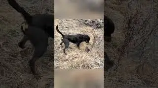 dog and rat videos #animals #animal #dog #pets #rat #shorts #shortvideo