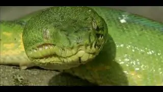 Documentary about the most dangerous animals in South America