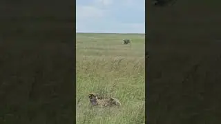 Cheetah Chilling 🐆🐆🐆 #Wildlife #ShortsAfrica