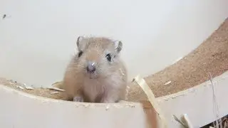 Rennmaus Babys erkunden die Welt #1😍🐭❤ MyGerbilsworld
