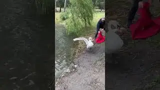 Взрослая лебёдка 🦢 Гелла возвращается на парковое озеро после длительного лечения 🩺🌡️😷💕