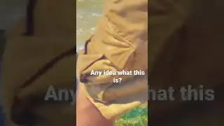 Strange sea creature any idea what it might be? Freeport texas
