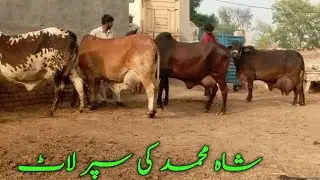 Коровы высшего класса Сахивал Чолистани на продажу в Пакистане Mandi updates luden mandi