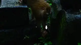 Bad News! Pitiful Angela c-r-y and run from Ashley hide under stone, Angela get mad with mom Ashley