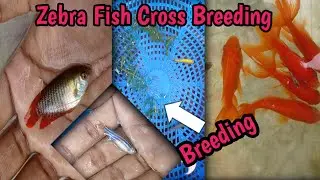 wild Zebra Fish Cross Breeding 🐟❤️‍🔥 | Goldfish Pond water change |