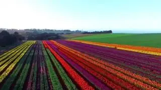 Table Cape Tulip Farm teaser
