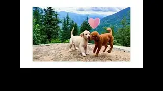 Dog's Harmony Haven  Playing Together Loving Moments #puppydog  #cutedog  #naturelovers #lovingdog