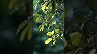 바로 잠드는 빗소리, deep sleep rain sound  #rain #rainyday #rainasmr  #relaxing #relaxingsounds #peace