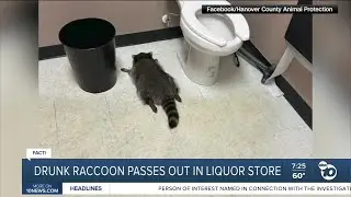 Fact or Fiction: Drunk raccoon passes out in liquor store bathroom?