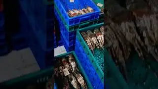 lobster love #china #pakistan #healthyfood #fresh #food #japan #viral #india #russia #seafood
