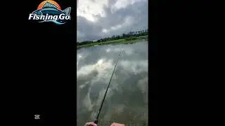 Very strong Snakehead Attack 🤯