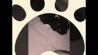 BosDog