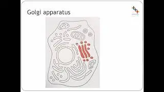 2bi  Intracellular membranes