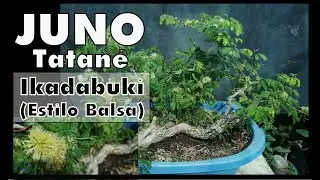 TATAN&Eacute; o JUNO  - IKADABUKI -  Formaci&oacute;n de Bons&aacute;i  Ikadabuki (Estilo Balsa)