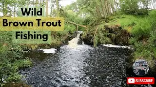 Back to Where It All Began | Fishing a TINY Stream for Wild Brown Trout | Scotland