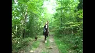8yo  SSH gelding for sale.
