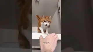 Funny CAT Moments 😂😂 episode 7863 #funnycats #cats #funnyanimals #petsofinstagram