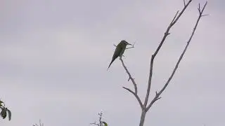 Gu&ecirc;pier de Perse (Merops p. persicus) Blue-cheeked Bee-eater