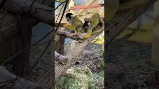 Squirrel Monkey Fun