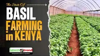 Basil Farming In Kenya: The Current State of the Industry