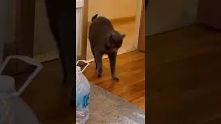 Cat Sneaks Away With Stolen Perfume 🤣 (🎥: ViralHog)