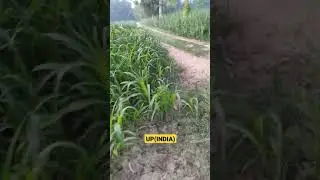 mjpru news today(07/06/2021) | morning in village | village life in India | mjpru exam breaking news