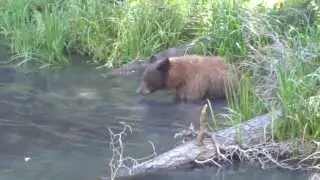 Colorado Black Bear encounter on Basalt Mountain