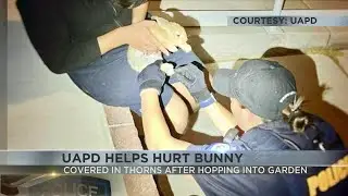 UAPD helped unprick bunny who was covered in needles after hopping into UArizona Cactus Garden