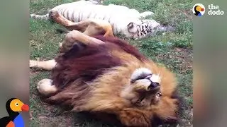 Tiger and Lion Rescued from Breeding Ligers Retire Together | The Dodo Odd Couples