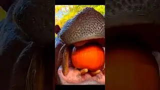 Он ловит рыбу голыми руками! 😱🐟 | Удивительный навык дикой природы