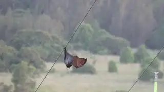 Grey-headed flying fox rescue