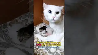 watch the kittens grow up live on our channel #newbornkittens #kittens #kittenrescue