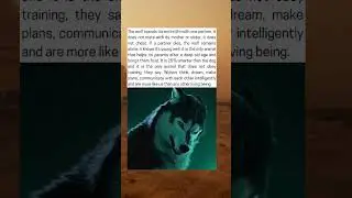 The Wolf, Nature&rsquo;s Loyal, Intelligent, and Mysterious Guardian