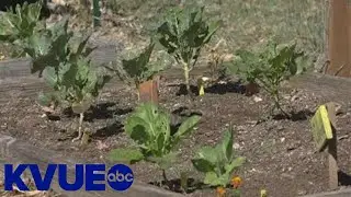 Food forests cropping up in Austin to help assist with food insecurity | KVUE